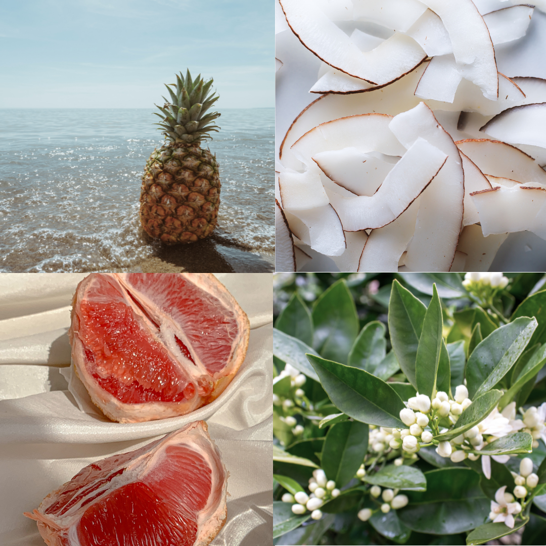 Candle  |  Shell Beach