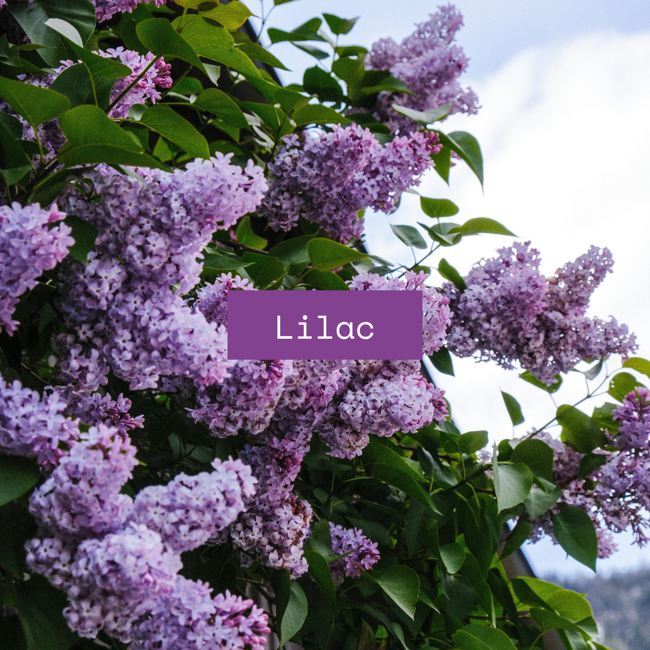 Candle  |  Bud  |  Lilac & Pear